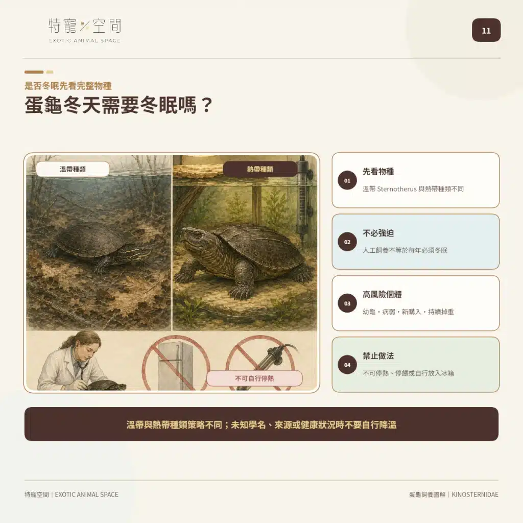 「蛋龜」不是一種龜!成體從10到25公分都有,水深、混養方式差很大 11 EGG TURTLE WINTER MANAGEMENT