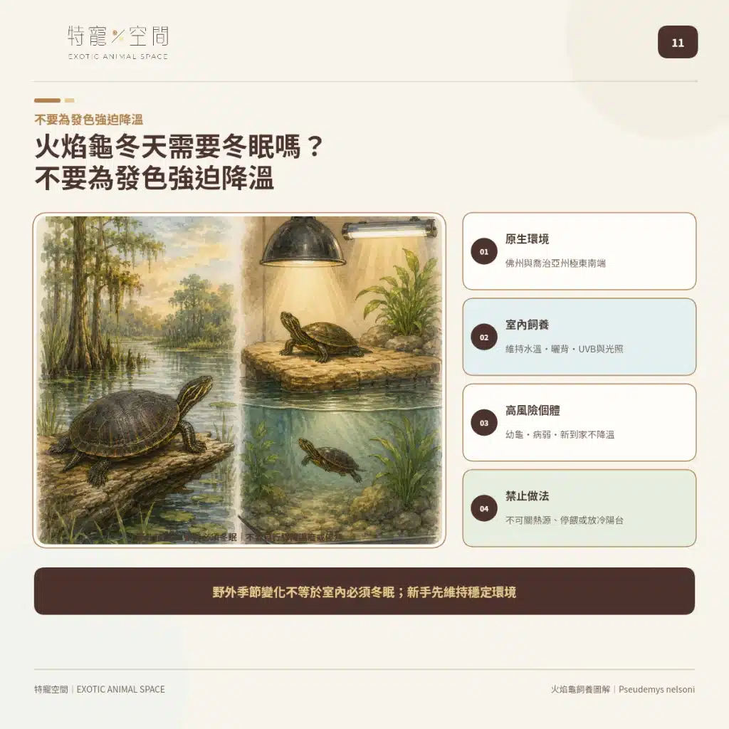 火焰龜飼養指南:成體大小、水溫、UVB與餵食細節掌握才能避免疾病 11 FIRE TURTLE WINTER STABLE CARE