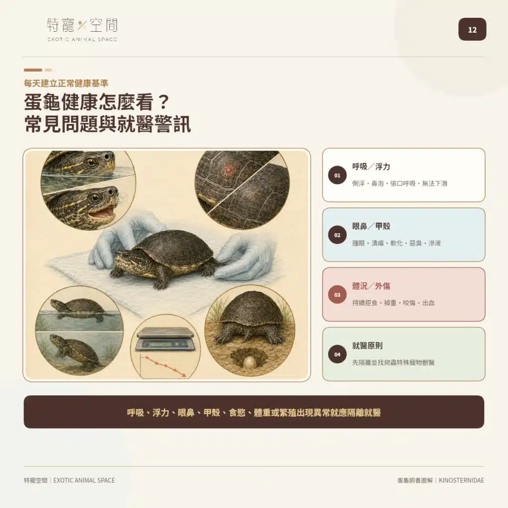 「蛋龜」不是一種龜!成體從10到25公分都有,水深、混養方式差很大 12 EGG TURTLE HEALTH WARNING SIGNS