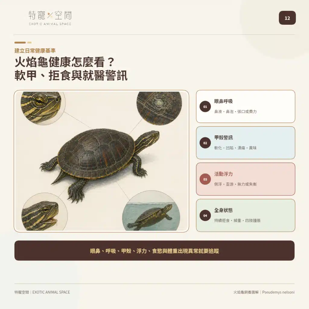 火焰龜飼養指南:成體大小、水溫、UVB與餵食細節掌握才能避免疾病 12 FIRE TURTLE HEALTH WARNING SIGNS