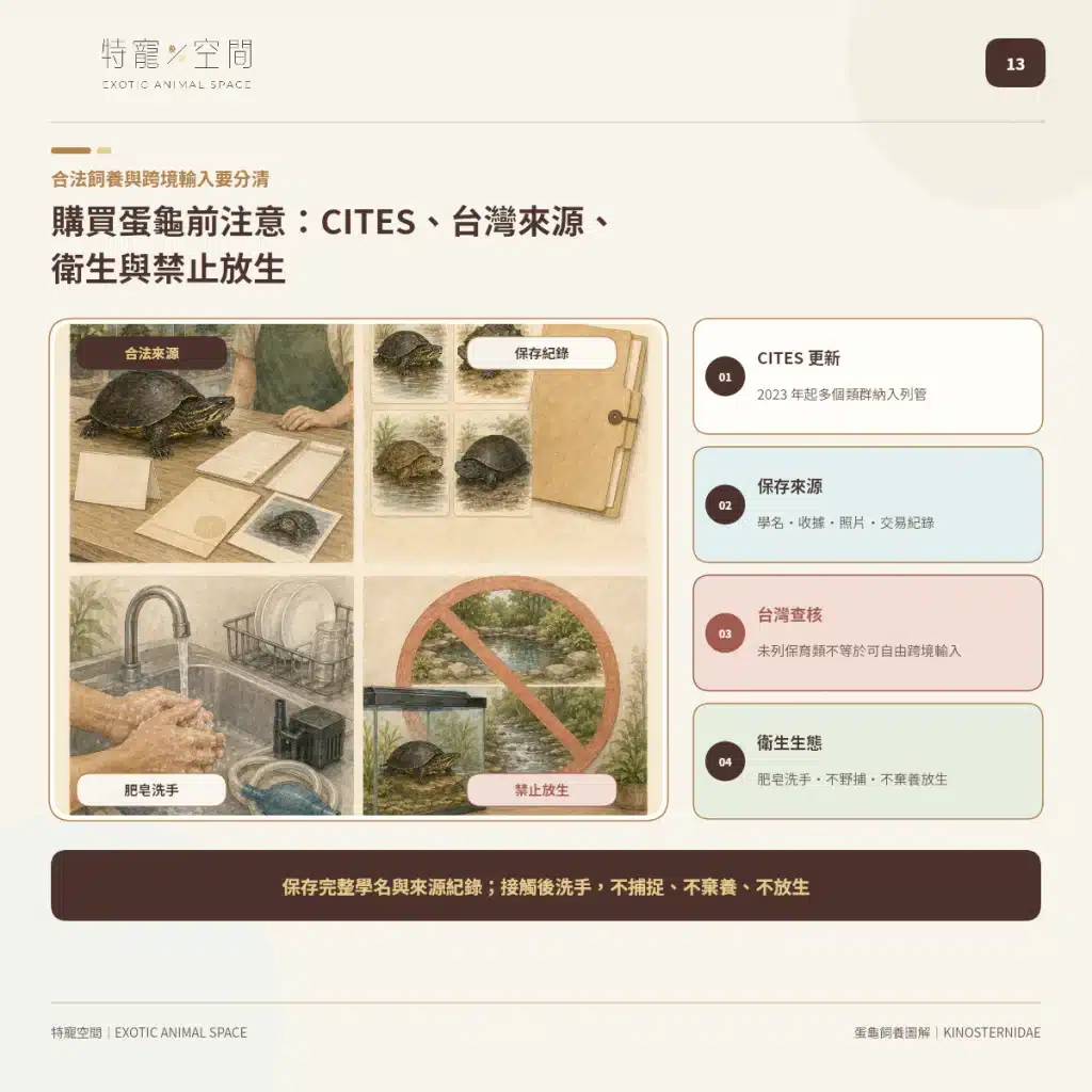 「蛋龜」不是一種龜!成體從10到25公分都有,水深、混養方式差很大 13 EGG TURTLE CITES SOURCE HYGIENE RELEASE