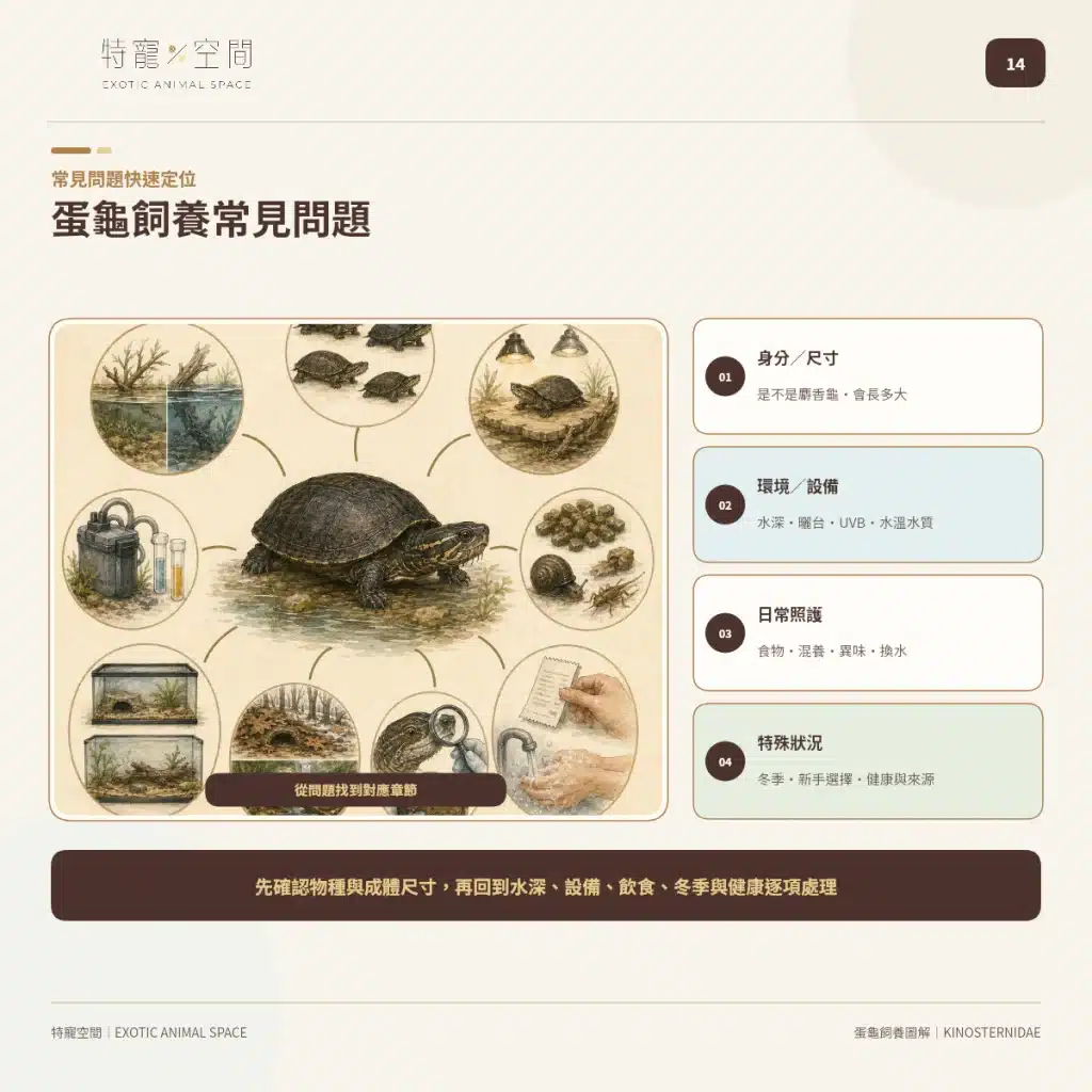 「蛋龜」不是一種龜!成體從10到25公分都有,水深、混養方式差很大 14 EGG TURTLE CARE FAQ