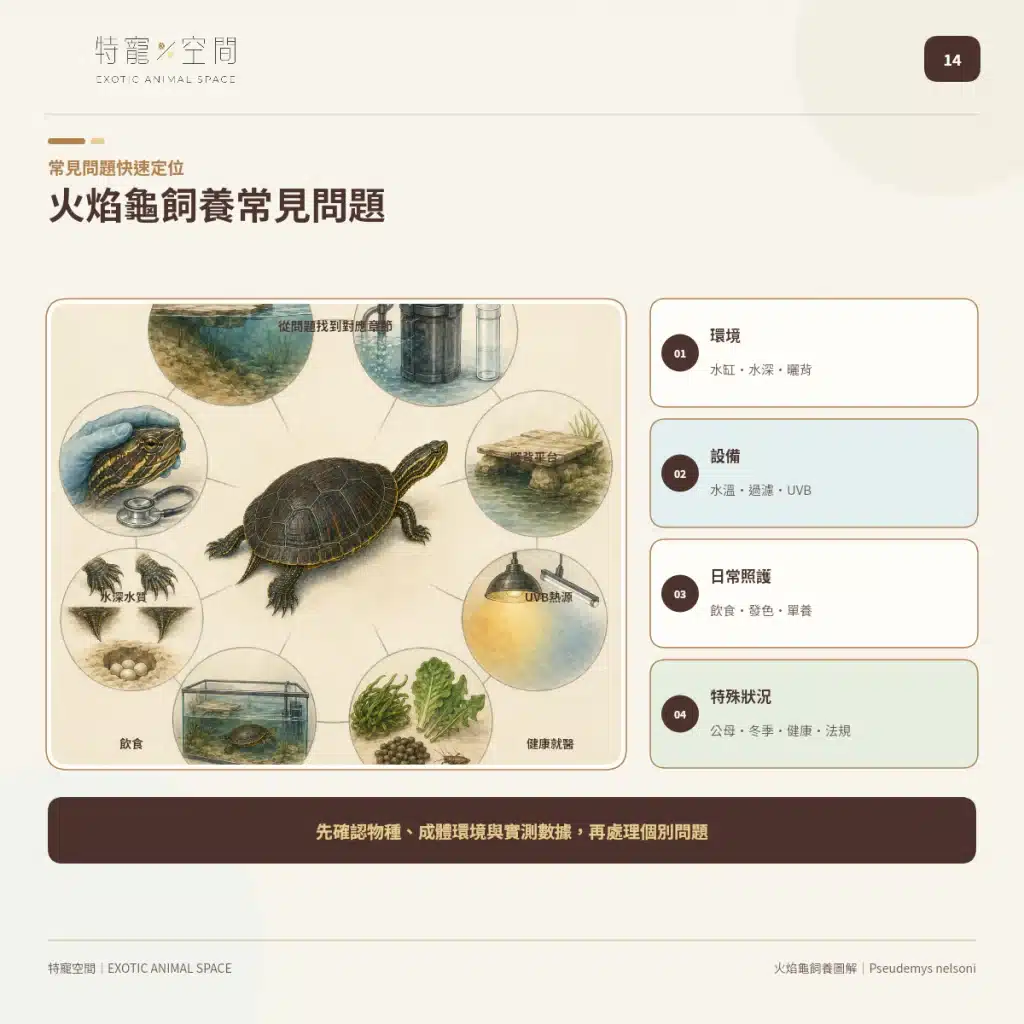 火焰龜飼養指南:成體大小、水溫、UVB與餵食細節掌握才能避免疾病 14 FIRE TURTLE CARE FAQ