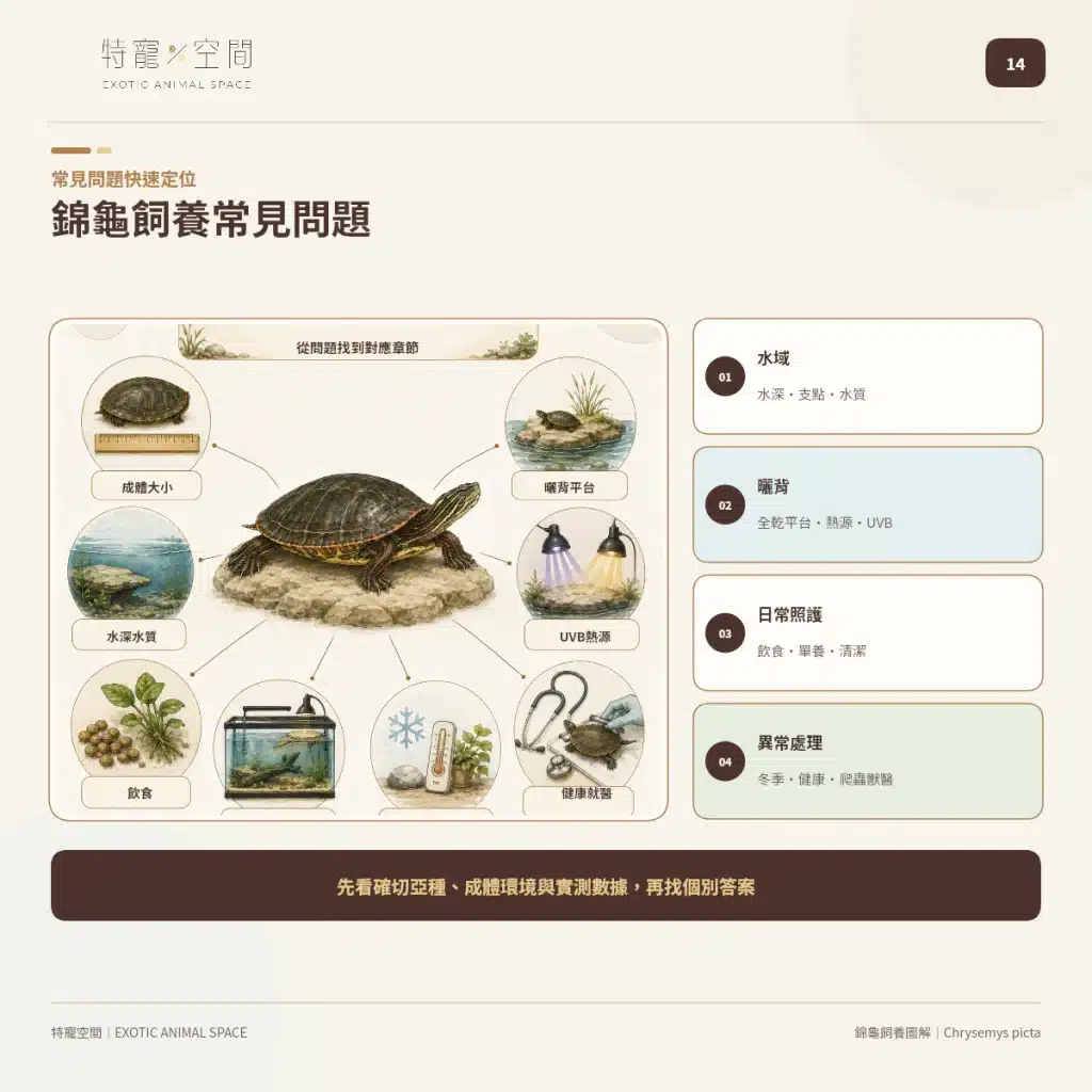 14 PAINTED TURTLE CARE FAQ