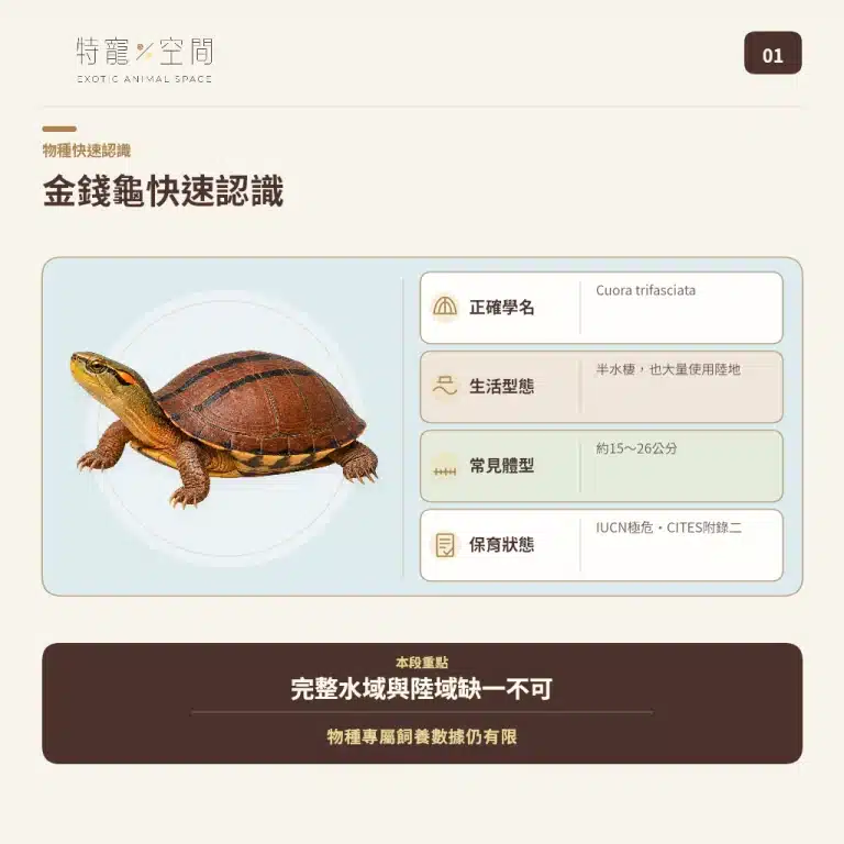 金錢龜
