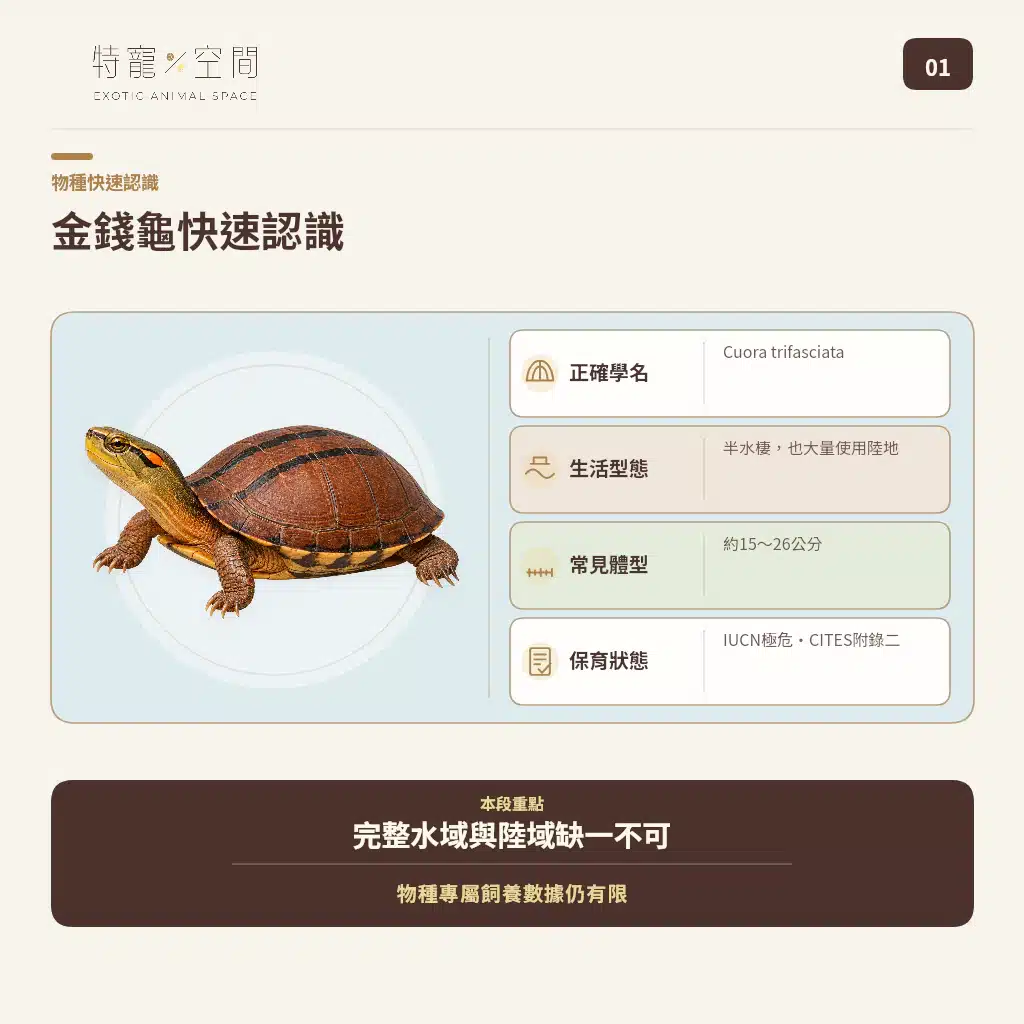 金錢龜