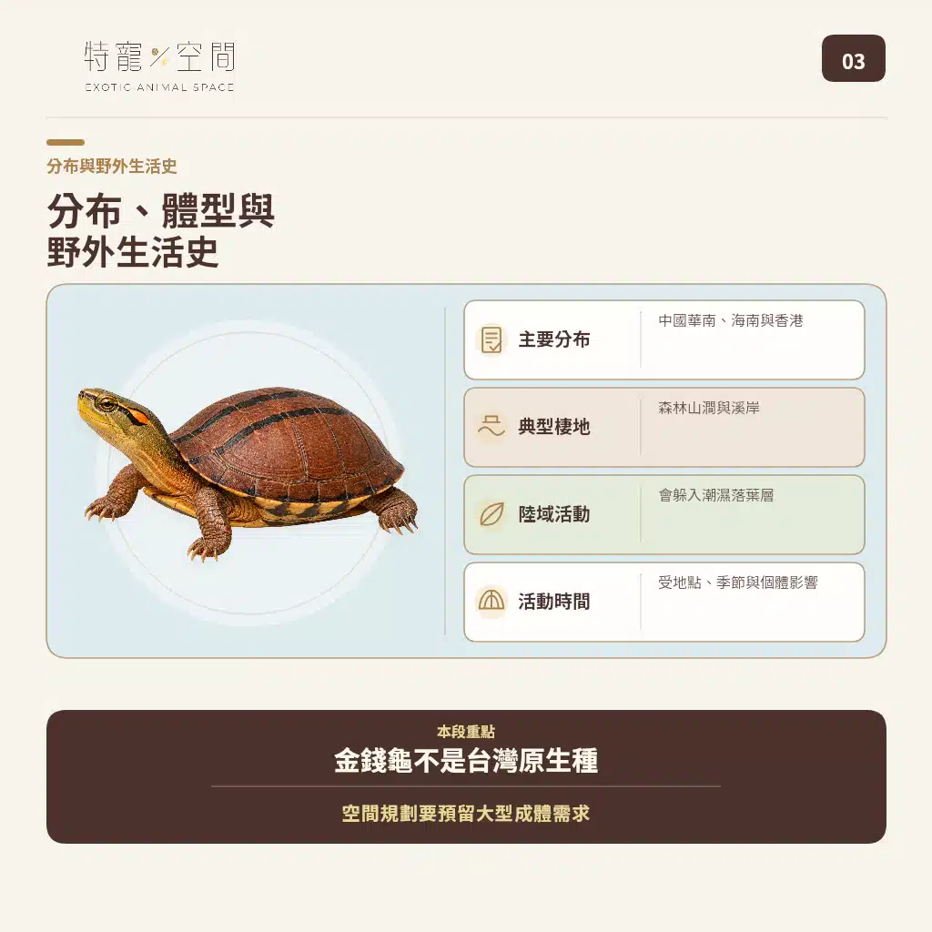 GOLDEN COIN TURTLE 03 DISTRIBUTION NATURAL HISTORY