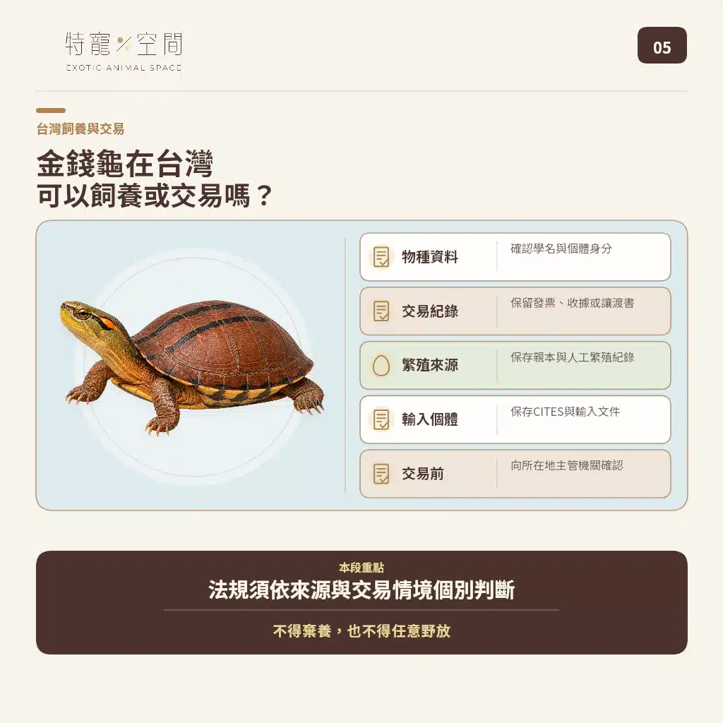 GOLDEN COIN TURTLE 05 TAIWAN LAWFUL OWNERSHIP