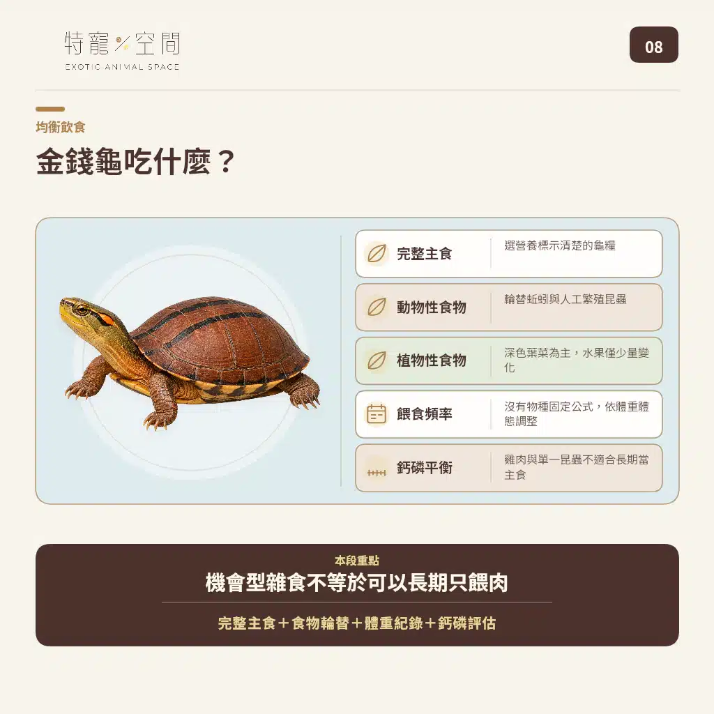 GOLDEN COIN TURTLE 08 BALANCED DIET