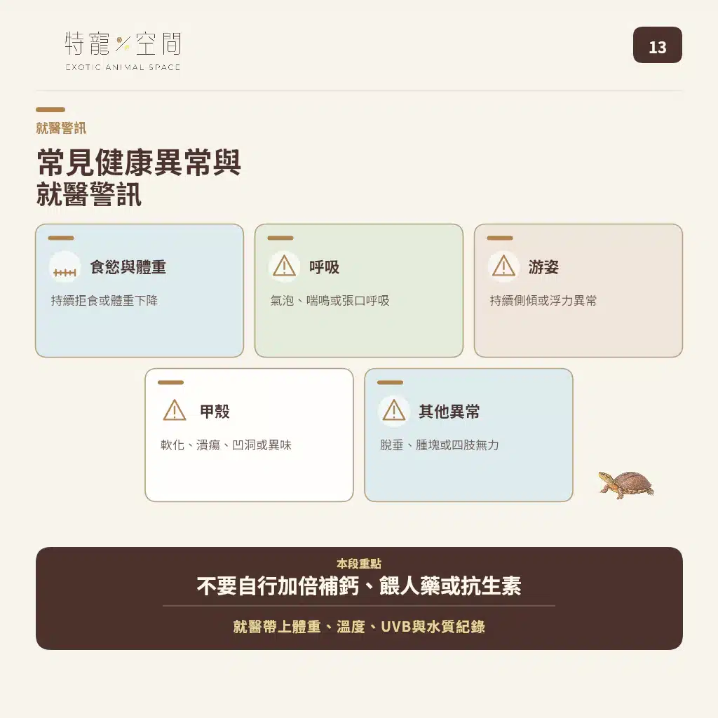 GOLDEN COIN TURTLE 13 HEALTH WARNING SIGNS