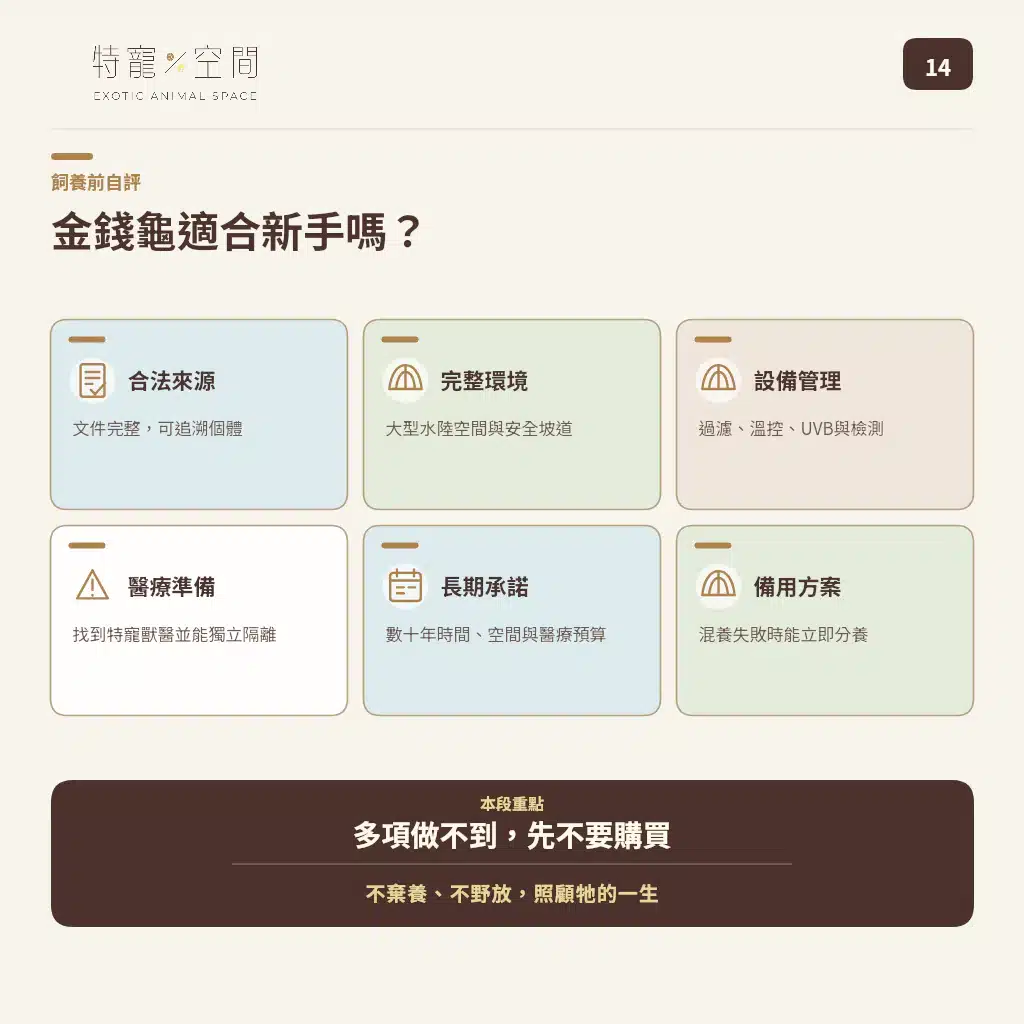 GOLDEN COIN TURTLE 14 BEGINNER READINESS