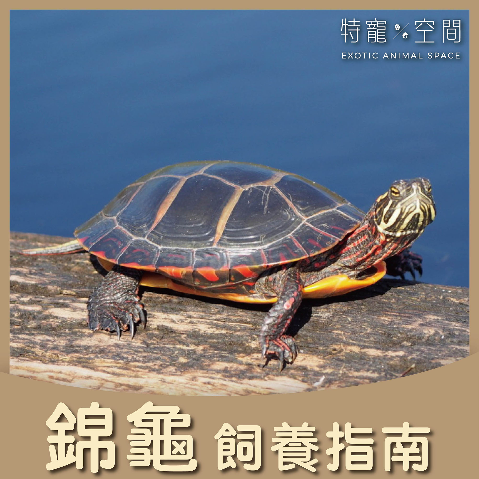 錦龜