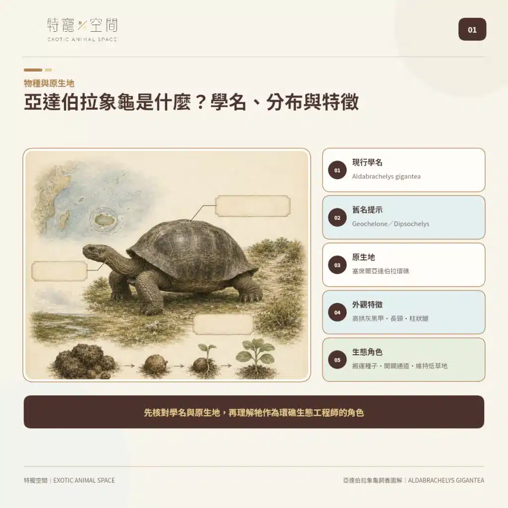 亞達伯拉象龜是什麼?