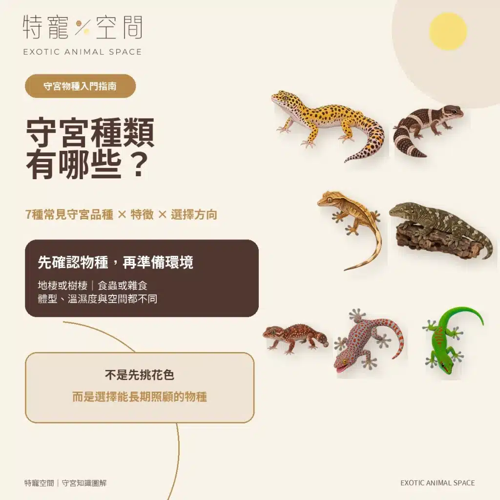 守宮種類有哪些?7種常見守宮品種、特色與新手選擇指南 守宮種類與守宮品種
