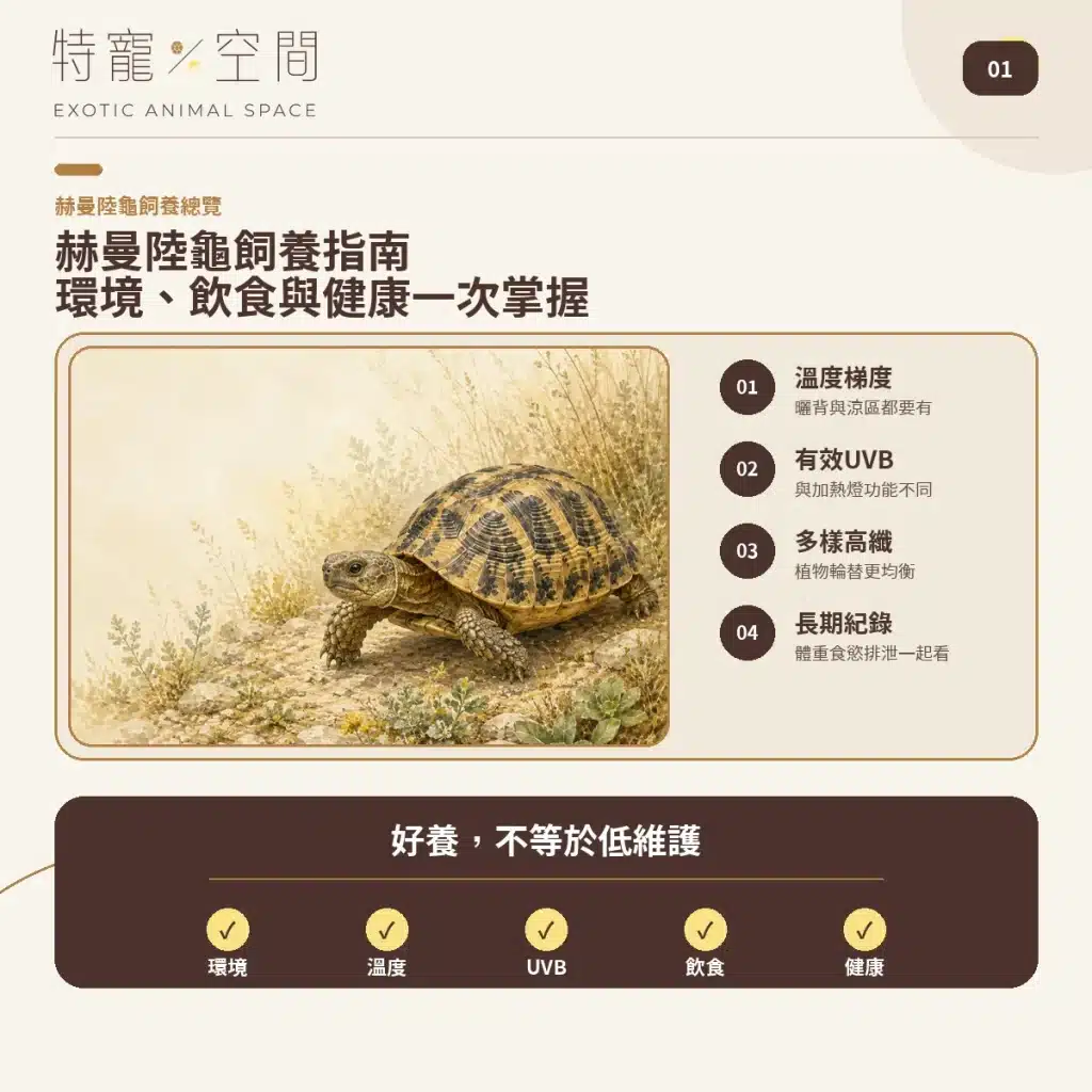 赫曼陸龜
