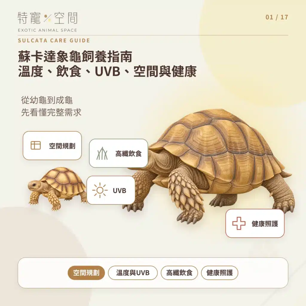 蘇卡達象龜飼養