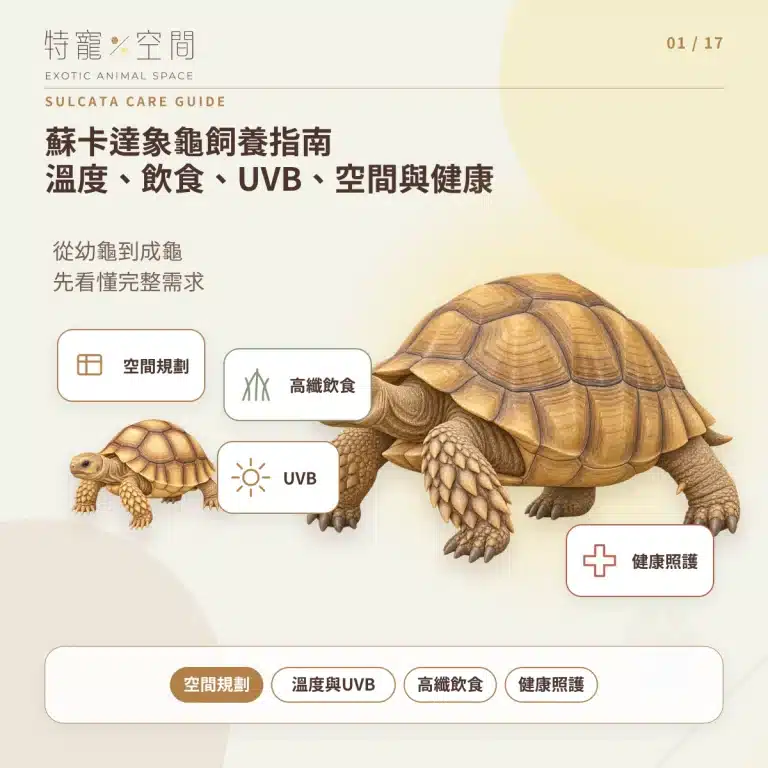 蘇卡達象龜飼養
