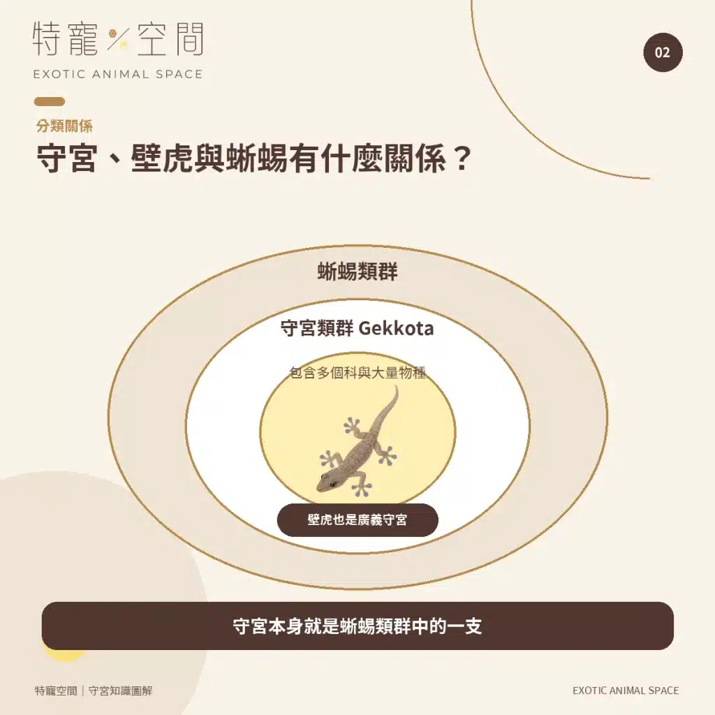 守宮種類有哪些?7種常見守宮品種、特色與新手選擇指南 02 GECKO LIZARD RELATIONSHIP