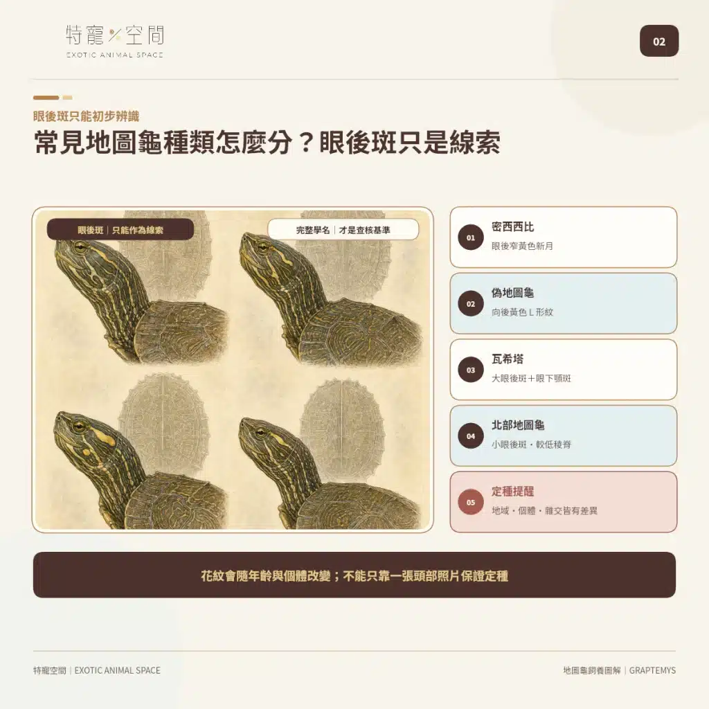 02 MAP TURTLE SPECIES COMPARISON