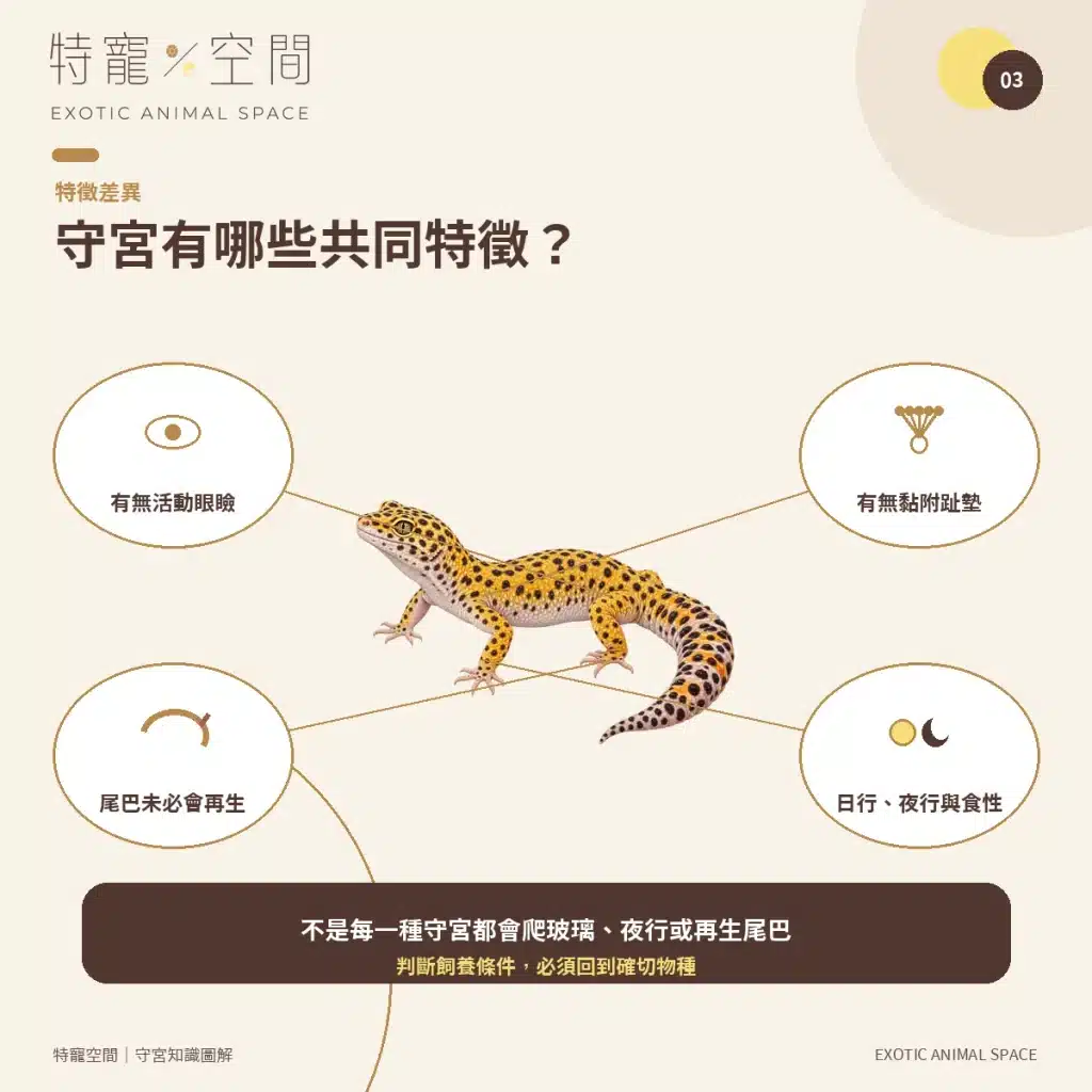 守宮種類有哪些?7種常見守宮品種、特色與新手選擇指南 03 GECKO COMMON FEATURES