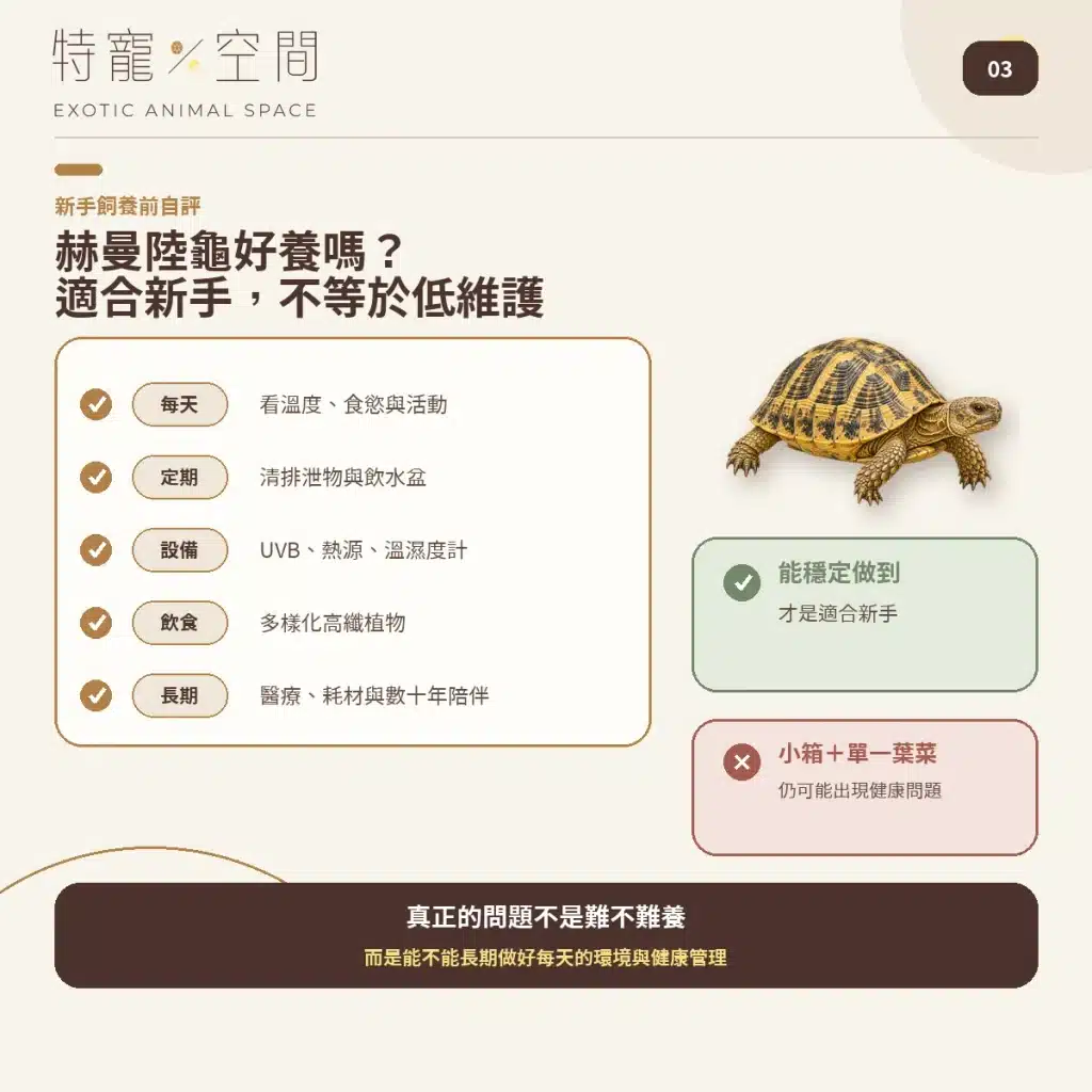 03 HERMANNS TORTOISE BEGINNER CARE