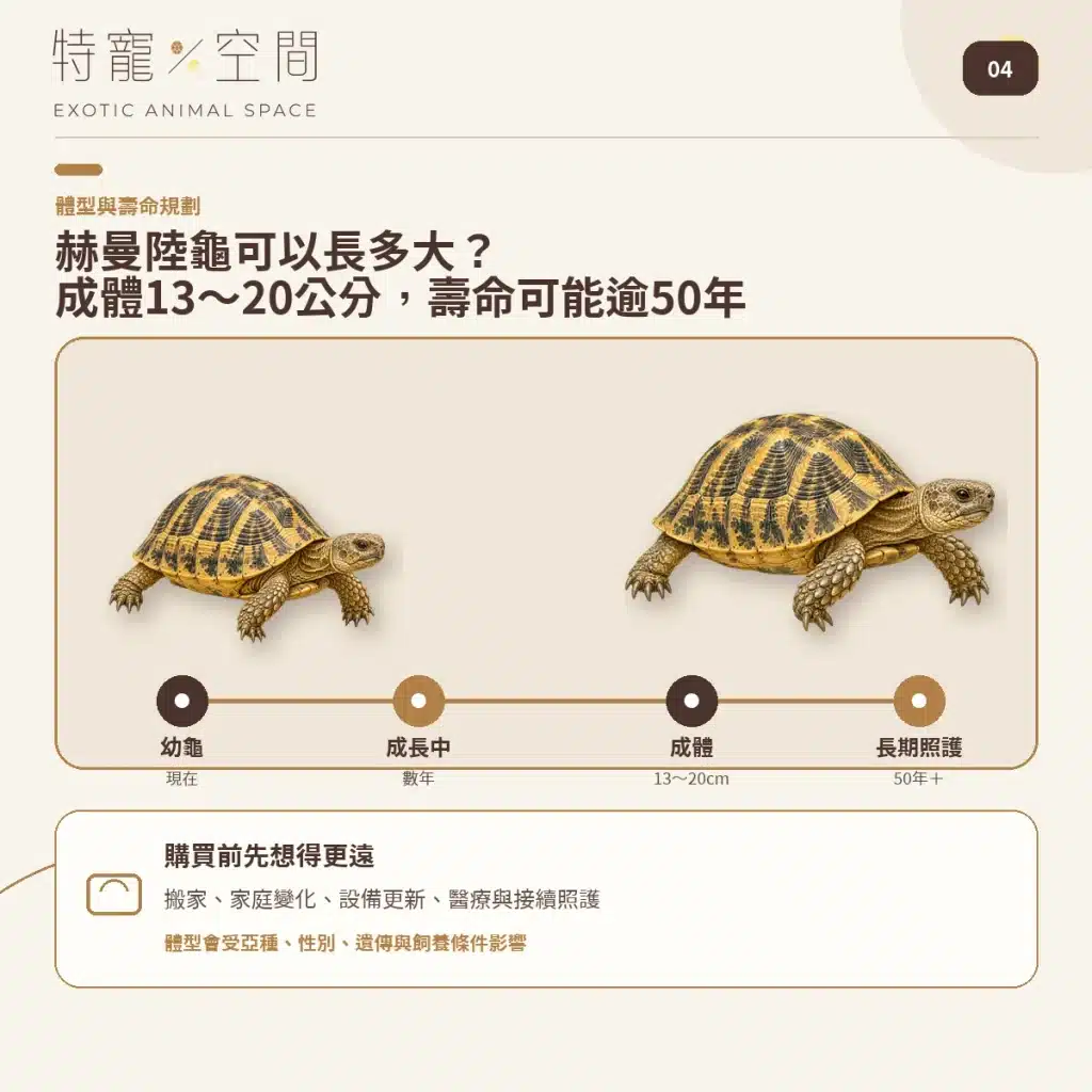 04 HERMANNS TORTOISE SIZE LIFESPAN