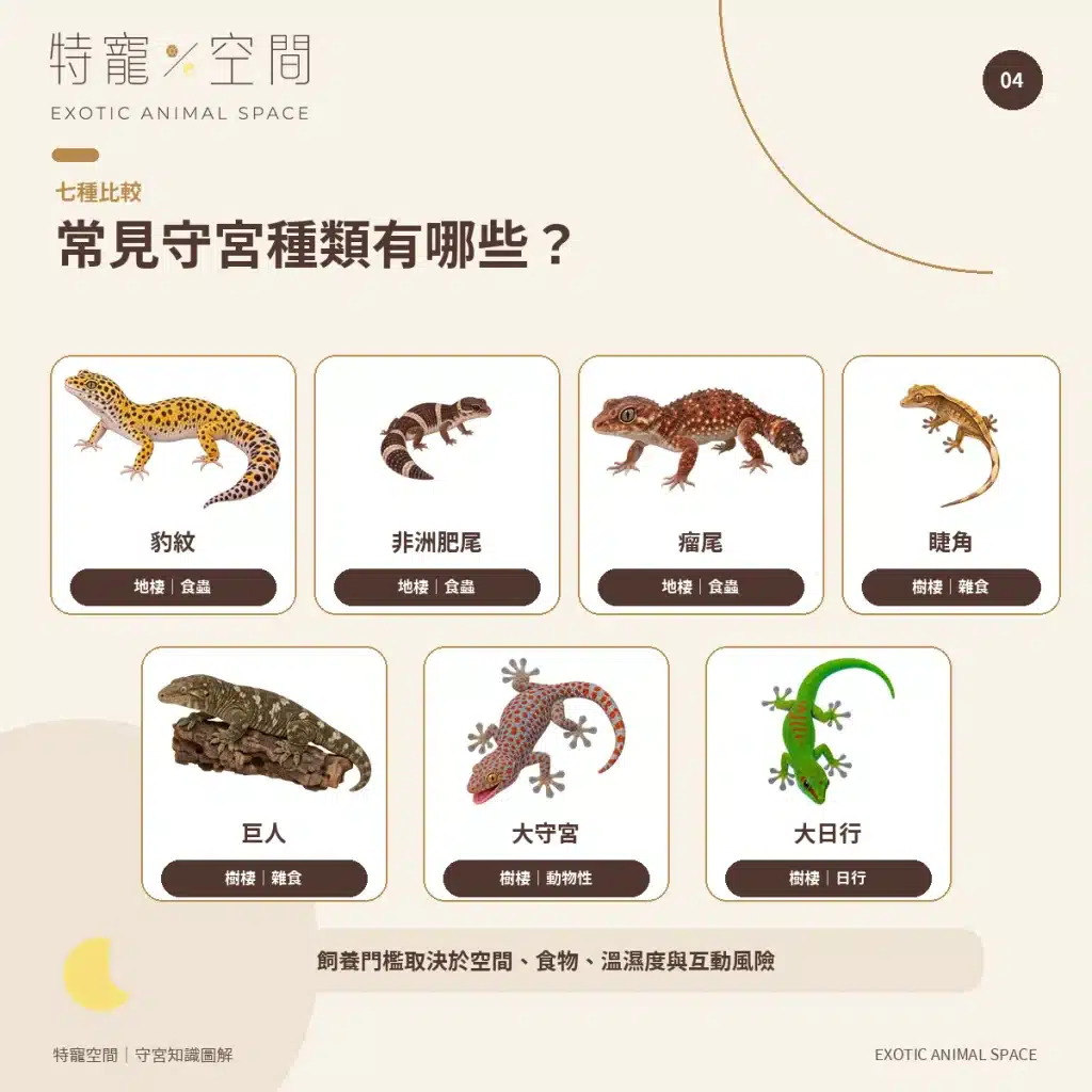 守宮種類有哪些?7種常見守宮品種、特色與新手選擇指南 04 SEVEN COMMON GECKO SPECIES