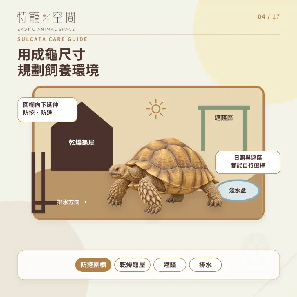 蘇卡達象龜飼養指南:溫度、飲食、UVB、空間與健康一次看懂 04 SULCATA ENCLOSURE DESIGN