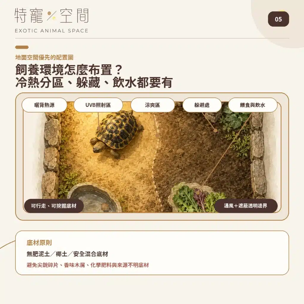 05 HERMANNS TORTOISE ENCLOSURE SETUP
