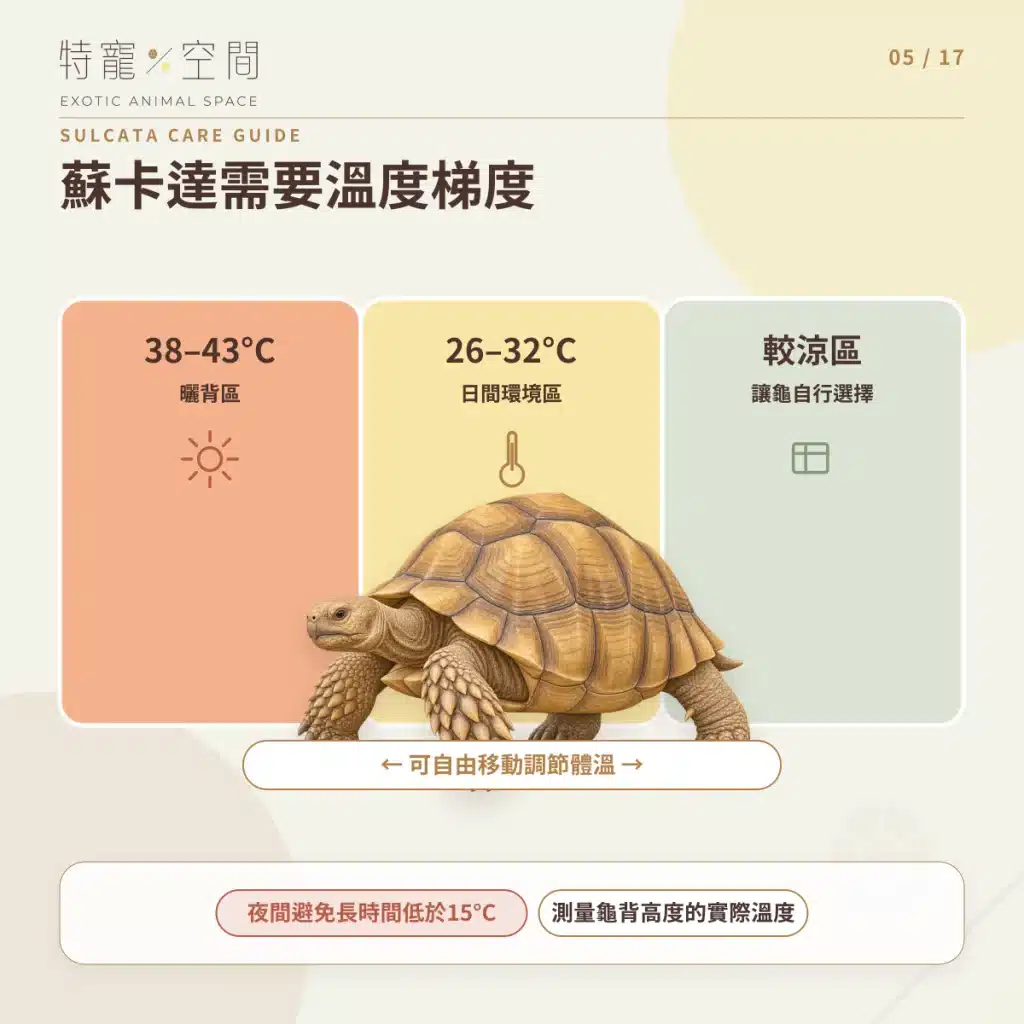 蘇卡達象龜飼養指南:溫度、飲食、UVB、空間與健康一次看懂 05 SULCATA TEMPERATURE GRADIENT