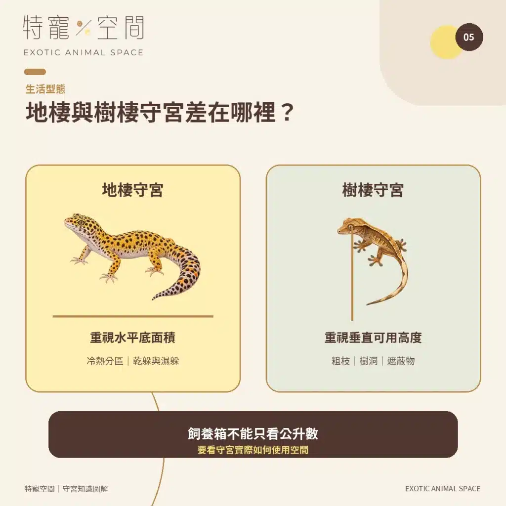 守宮種類有哪些?7種常見守宮品種、特色與新手選擇指南 05 TERRESTRIAL VS ARBOREAL GECKOS