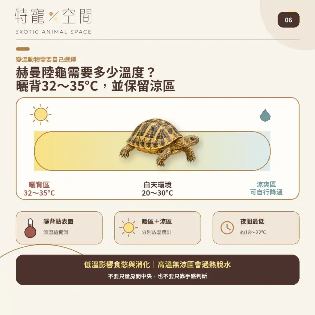 06 HERMANNS TORTOISE TEMPERATURE GRADIENT