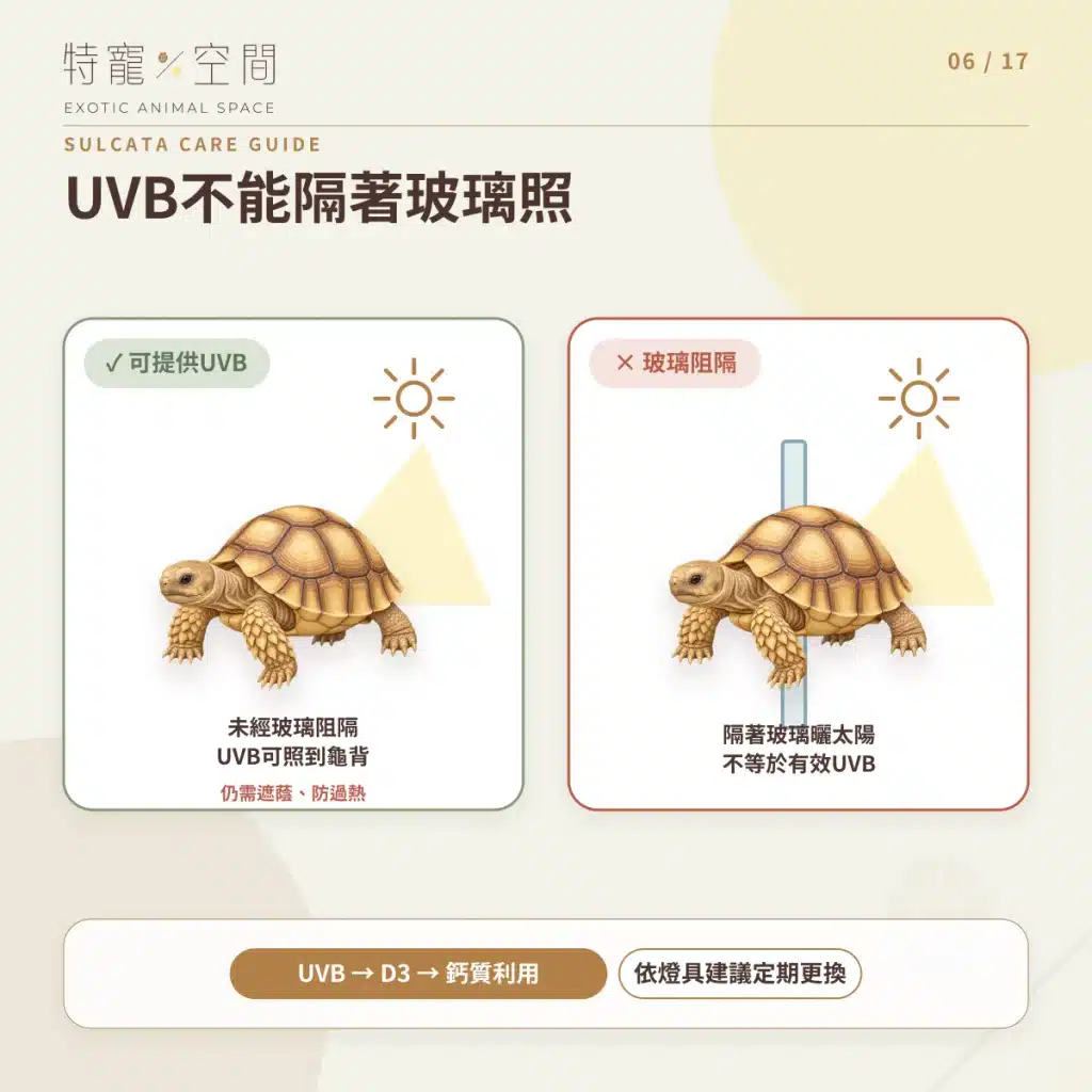 蘇卡達象龜飼養指南:溫度、飲食、UVB、空間與健康一次看懂 06 SULCATA UVB LIGHTING