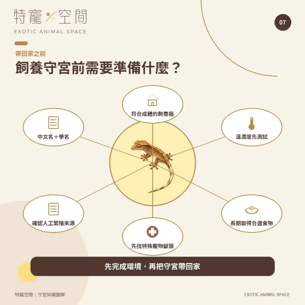 守宮種類有哪些?7種常見守宮品種、特色與新手選擇指南 07 BEFORE GETTING A GECKO
