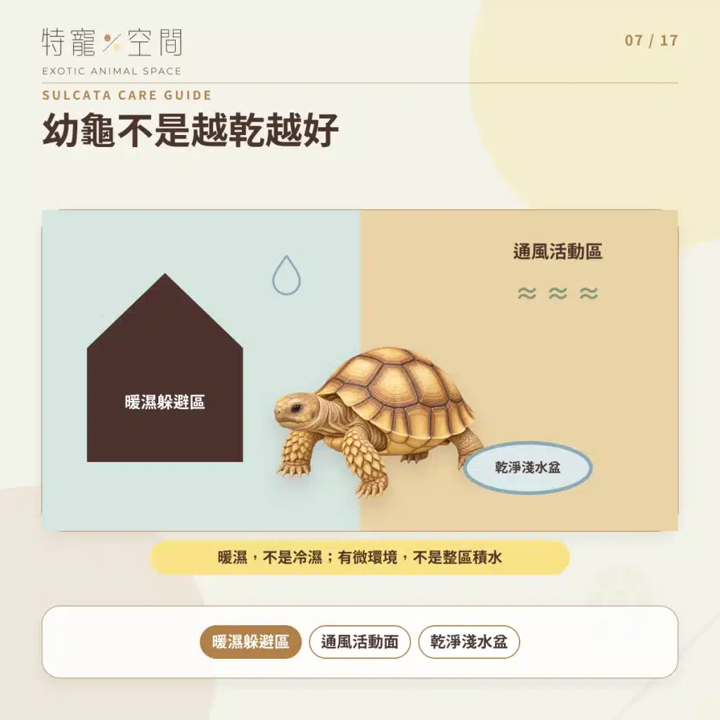 蘇卡達象龜飼養指南:溫度、飲食、UVB、空間與健康一次看懂 07 SULCATA HATCHLING HUMIDITY