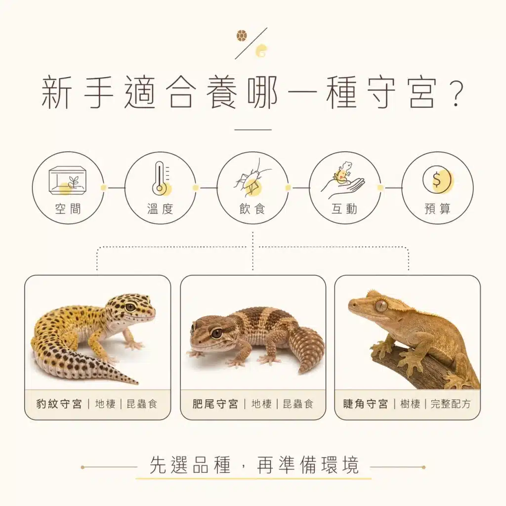 守宮飼養入門:2分鐘帶你認識常見品種、環境與餵食差異,新手必看! 新手守宮飼養適合哪一種?
