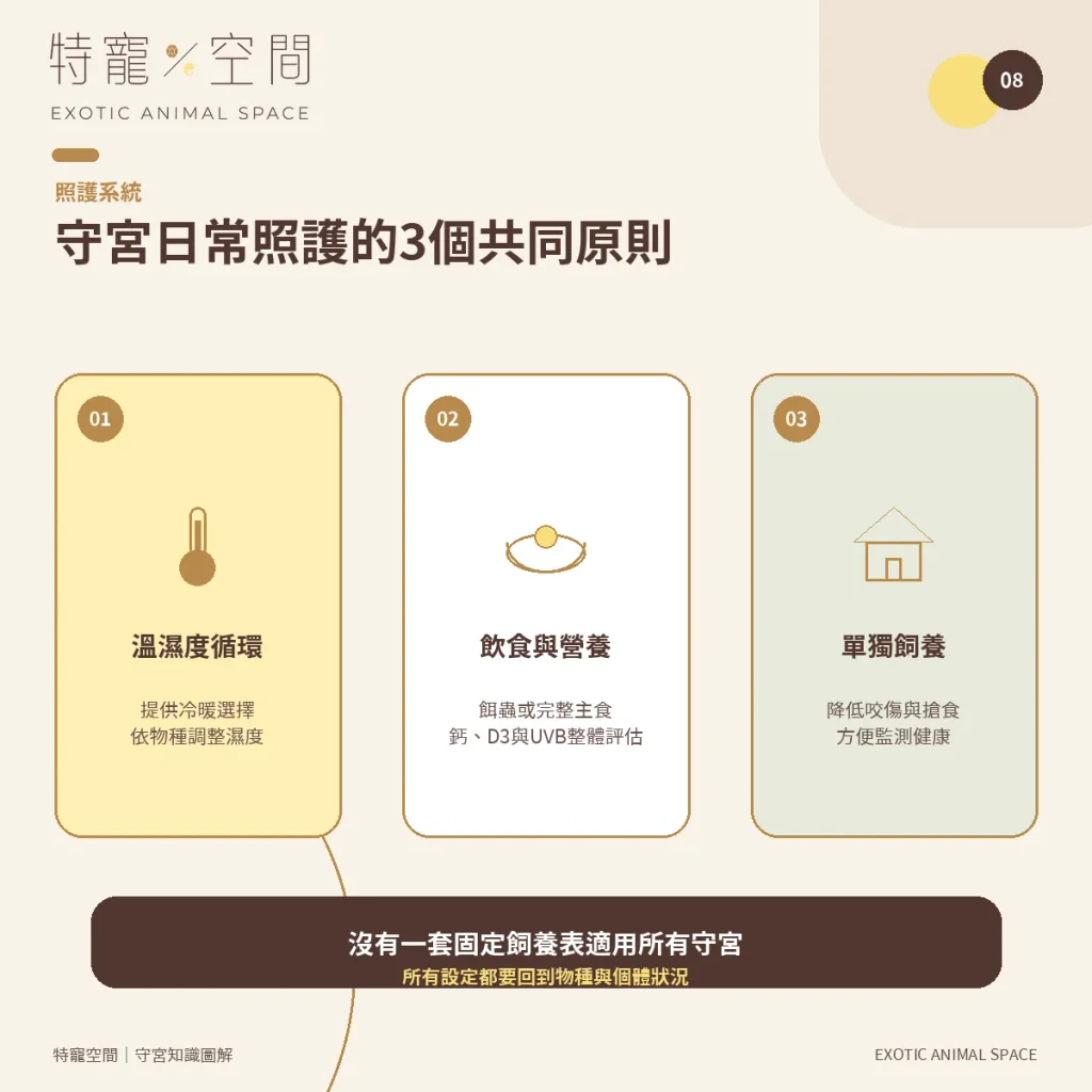 守宮種類有哪些?7種常見守宮品種、特色與新手選擇指南 08 GECKO DAILY CARE PRINCIPLES