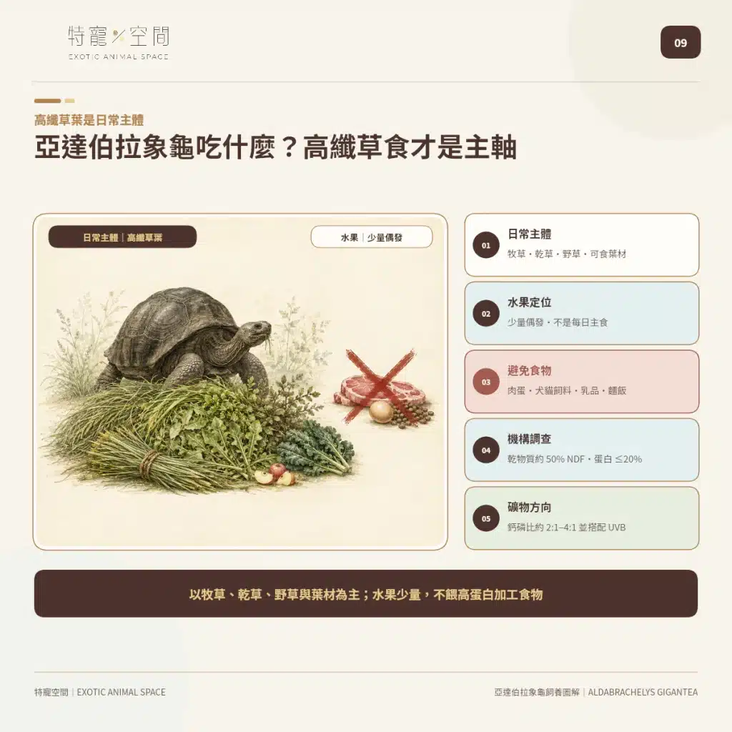 09 ALDABRA GIANT TORTOISE HIGH FIBER DIET FEEDING