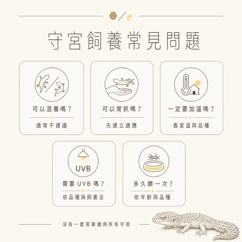 守宮飼養入門:2分鐘帶你認識常見品種、環境與餵食差異,新手必看! 09 GECKO FAQ