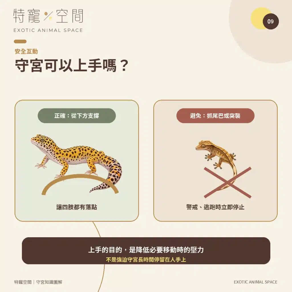 守宮種類有哪些?7種常見守宮品種、特色與新手選擇指南 09 SAFE GECKO HANDLING