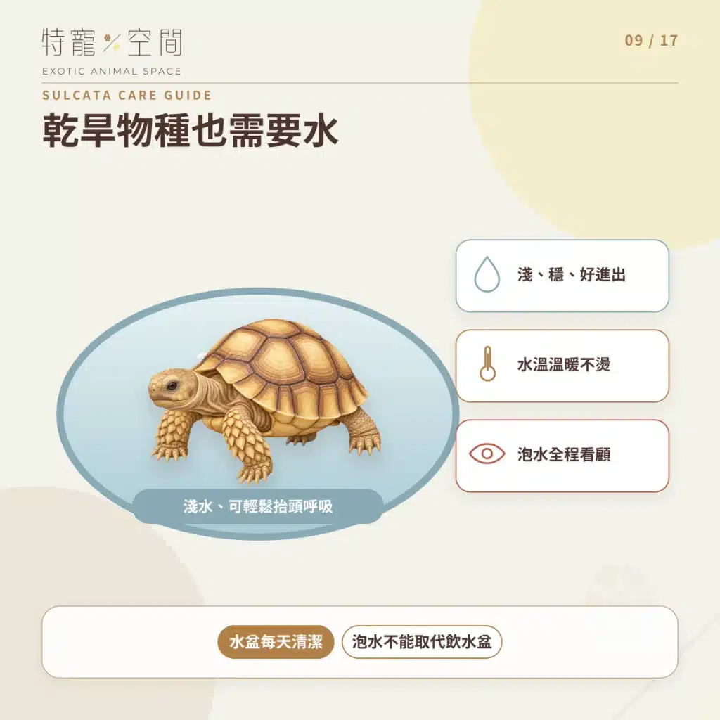 蘇卡達象龜飼養指南:溫度、飲食、UVB、空間與健康一次看懂 09 SULCATA WATER SOAKING