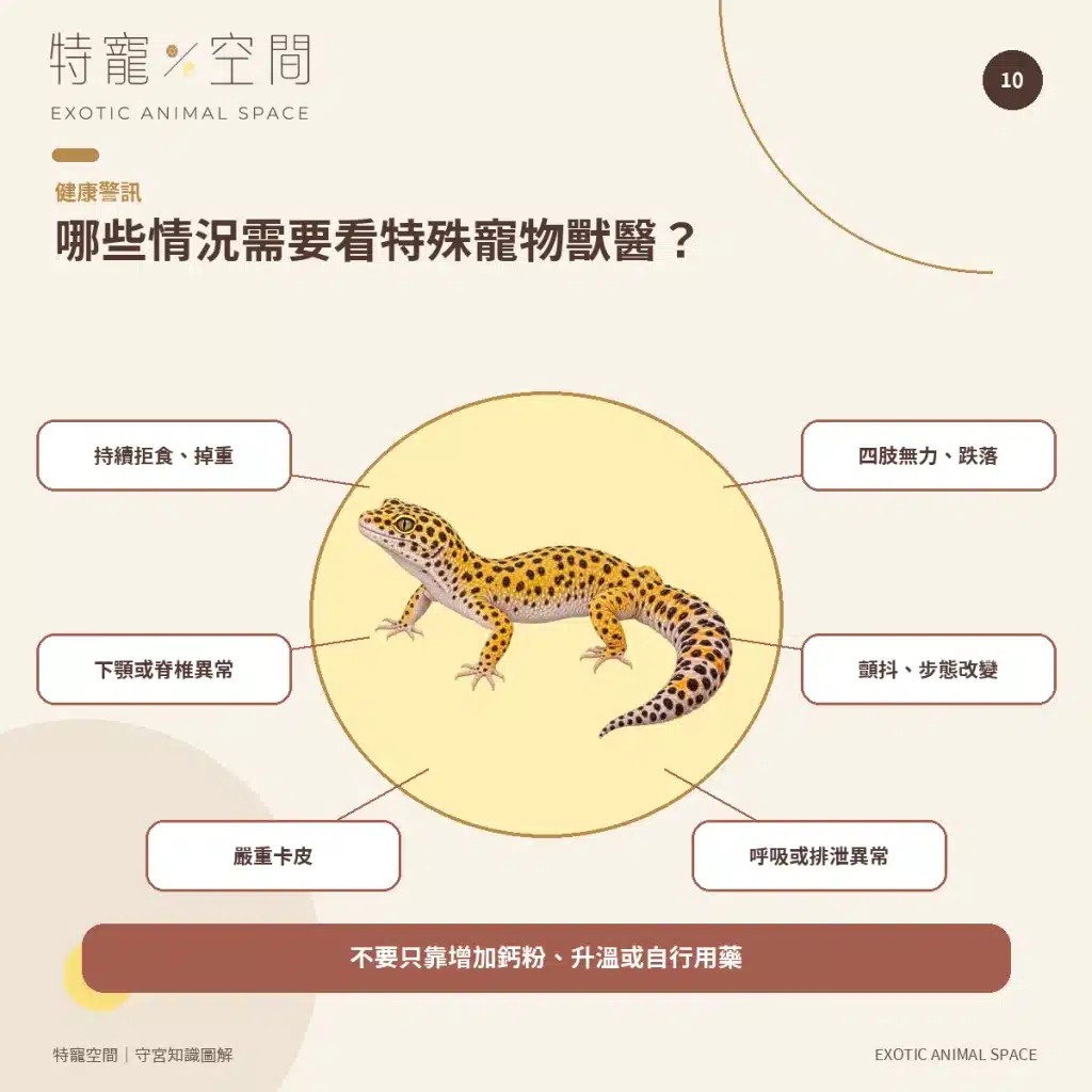 守宮種類有哪些?7種常見守宮品種、特色與新手選擇指南 10 GECKO VET WARNING SIGNS