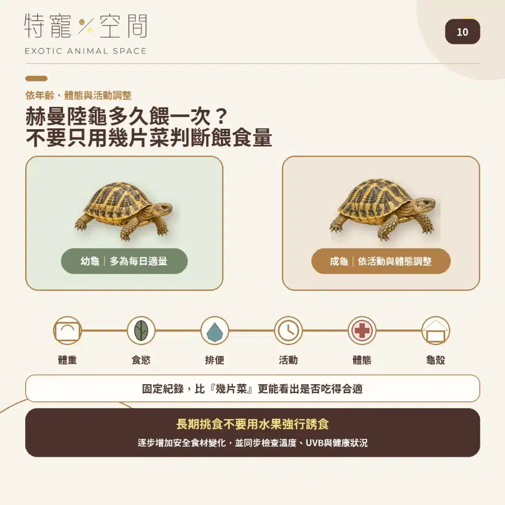 10 HERMANNS TORTOISE FEEDING FREQUENCY