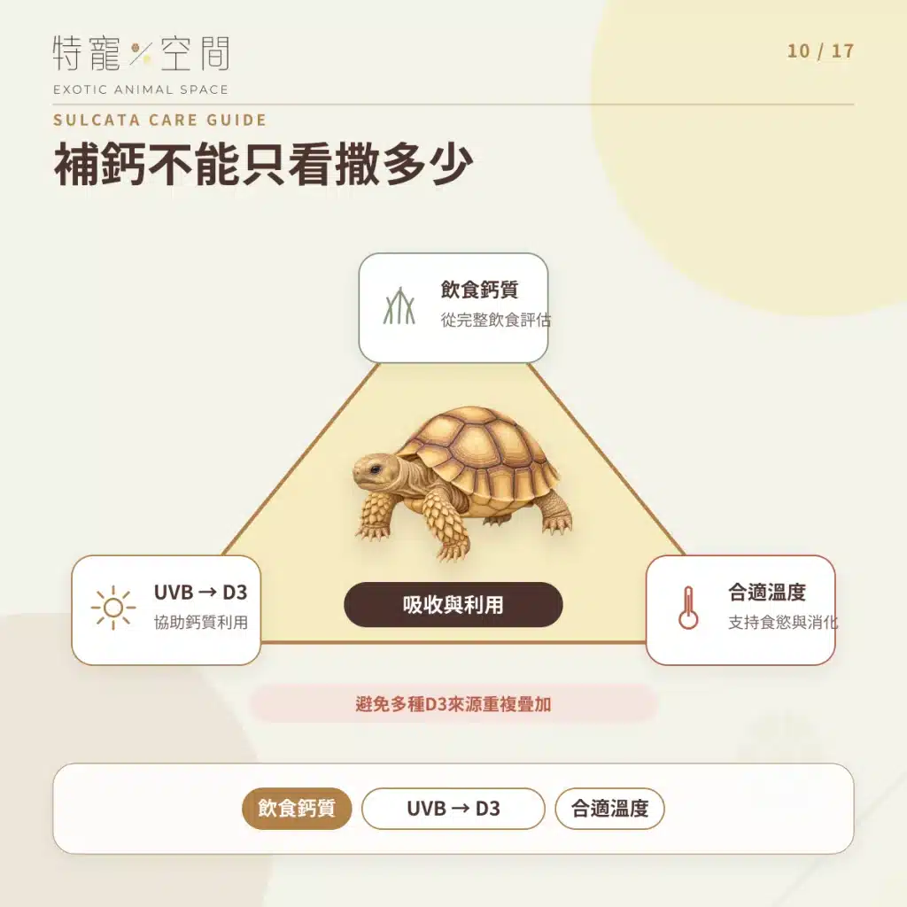 蘇卡達象龜飼養指南:溫度、飲食、UVB、空間與健康一次看懂 10 SULCATA CALCIUM D3 UVB