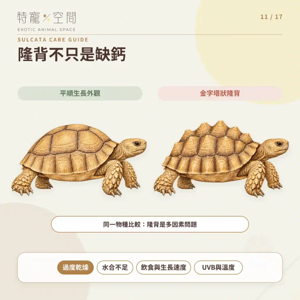 蘇卡達象龜飼養指南:溫度、飲食、UVB、空間與健康一次看懂 11 SULCATA PYRAMIDING CAUSES