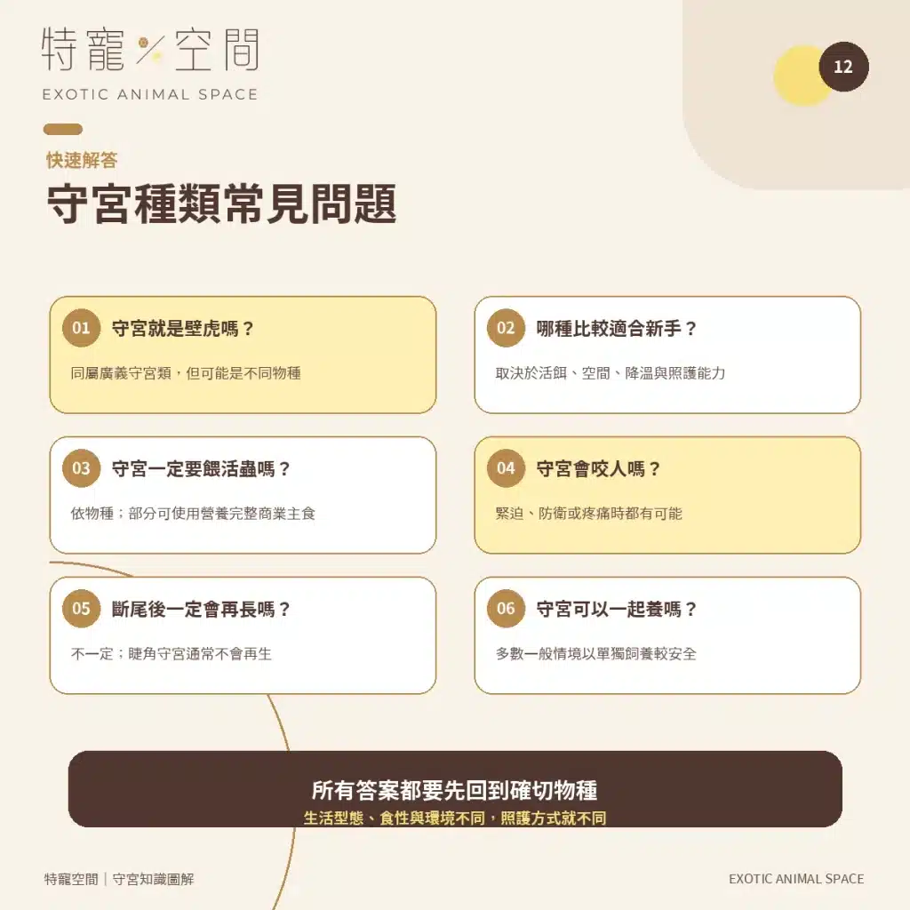 守宮種類有哪些?7種常見守宮品種、特色與新手選擇指南 12 GECKO SPECIES FAQ