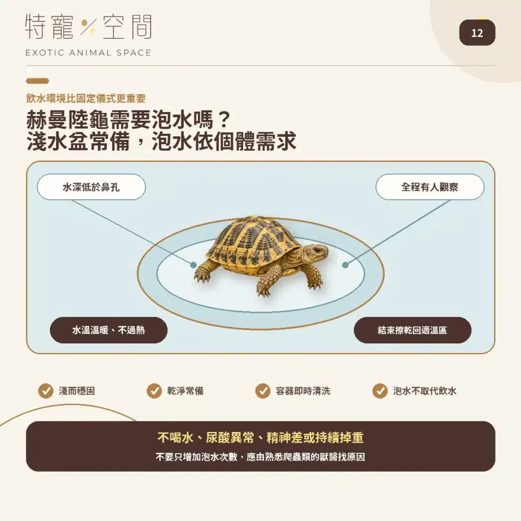 12 HERMANNS TORTOISE SOAKING WATER