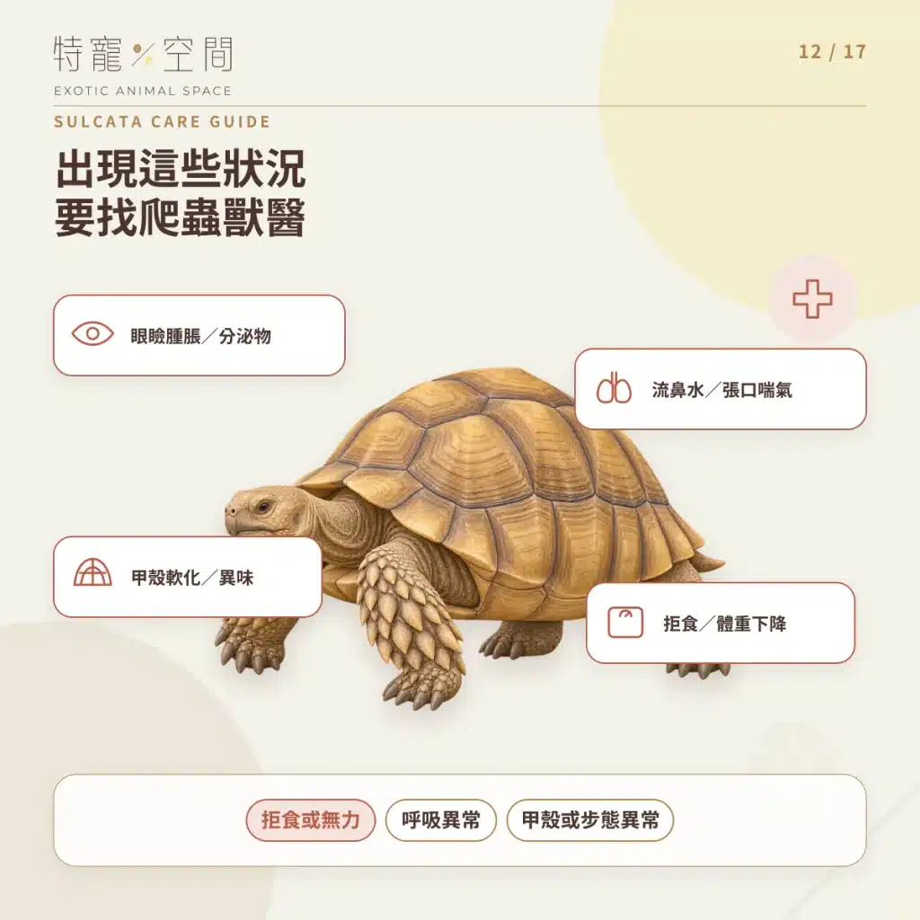 蘇卡達象龜飼養指南:溫度、飲食、UVB、空間與健康一次看懂 12 SULCATA HEALTH WARNING