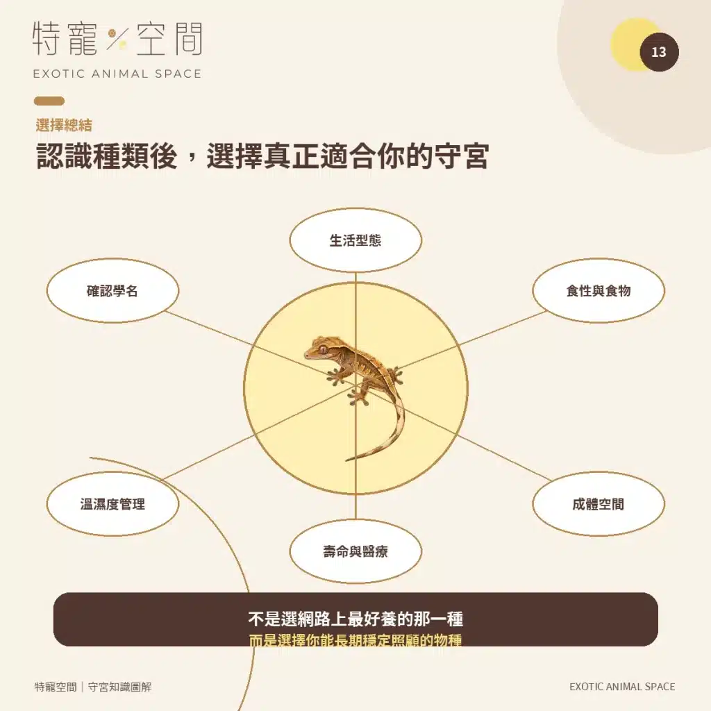 守宮種類有哪些?7種常見守宮品種、特色與新手選擇指南 13 FINAL GECKO CHOICE GUIDE