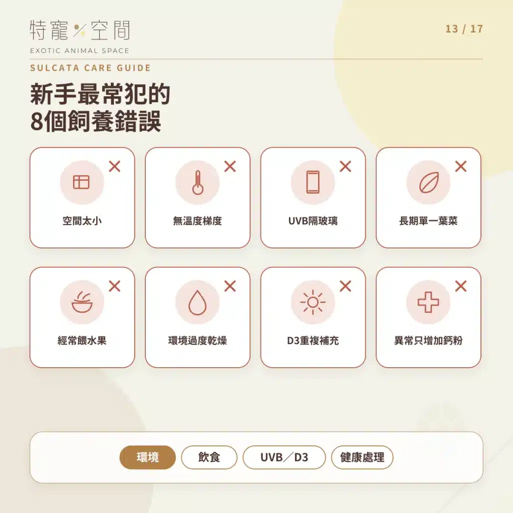 蘇卡達象龜飼養指南:溫度、飲食、UVB、空間與健康一次看懂 13 SULCATA CARE MISTAKES